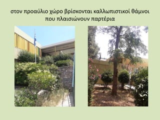 στον προαύλιο χώρο βρίσκονται καλλωπιστικοί θάμνοι
που πλαισιώνουν παρτέρια
 