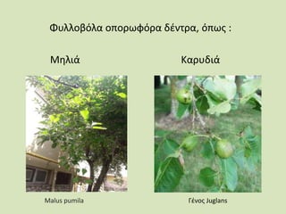 Φυλλοβόλα οπορωφόρα δέντρα, όπως :
Μηλιά Καρυδιά
Malus pumila Γένος Juglans
 