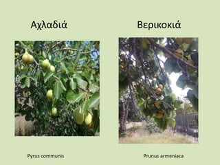 Αχλαδιά Βερικοκιά
Pyrus communis Prunus armeniaca
 