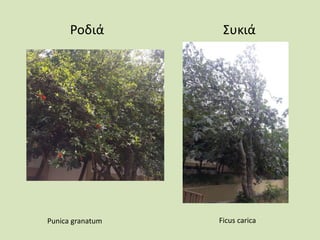 Ροδιά Συκιά
Punica granatum Ficus carica
 