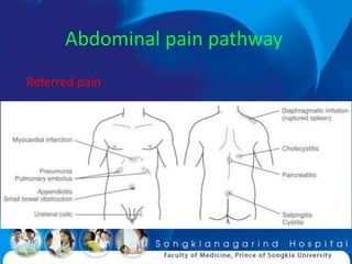 Abdominal pain pathway
Referred pain
 