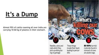 It’s a Dump
Almost 95% of cattle roaming all over India are
carrying 10-60 kg of plastics in their stomach.
 