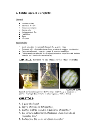2.   Células vegetais: Cloroplastos

Material:

        1 lâmina de vidro
        1 lamínula de vidro
        1 microscópio óptico
        1 conta-gotas
        1 pinça de ponta fina
        Papel filtro
        Água
        Elodea sp.

Procedimento:

        Colete um pedaço pequeno da folha de Elodea sp. com a pinça;
        Coloque-a sobre a lâmina de vidro e pingue uma gota de água com o conta-gotas;
        Cubra com a lamínula e remova o excesso de água com papel filtro;
        Observe ao microscópio (obs. Focalize inicialmente com a objetiva de 4x, passando
         para a de 10x e, finalmente, com a de 40x.).

     ATIVIDADE: Desenhem em uma folha de papel as células observadas.




                                                                      (GÜLLICH, 2011)
     Figura 1. Experimento do processo de fotossíntese em Elodea sp. (à esquerda e no
     centro) e observação de cloroplastos na célula vegetal, A= 400x (à direita).

     QUESTÕES:

     1. O que é fotossíntese?
     2. Escreva a fórmula geral da fotossíntese:
     3. Qual foi a evidência observável de que ocorreu a fotossíntese?
     4. Que estruturas puderam ser identificadas nas células observadas ao
         microscópio óptico?
     5. Qual pigmento dá a cor dos cloroplastos observados?
 