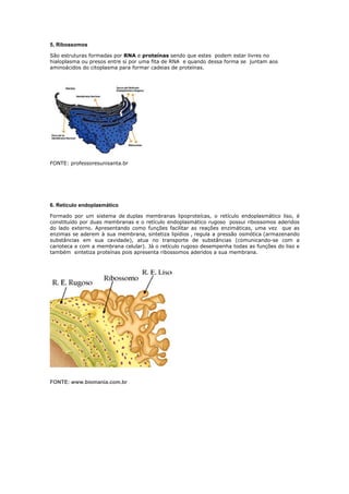 5, Ribossomos
São estruturas formadas por RNA e proteínas sendo que estes podem estar livres no
hialoplasma ou presos entre si por uma fita de RNA e quando dessa forma se juntam aos
aminoácidos do citoplasma para formar cadeias de proteínas.
FONTE: professoresunisanta.br
6. Retículo endoplasmático
Formado por um sistema de duplas membranas lipoproteícas, o retículo endoplasmático liso, é
constituído por duas membranas e o retículo endoplasmático rugoso possui ribossomos aderidos
do lado externo. Apresentando como funções facilitar as reações enzimáticas, uma vez que as
enzimas se aderem à sua membrana, sintetiza lipídios , regula a pressão osmótica (armazenando
substâncias em sua cavidade), atua no transporte de substâncias (comunicando-se com a
carioteca e com a membrana celular). Já o retículo rugoso desempenha todas as funções do liso e
também sintetiza proteínas pois apresenta ribossomos aderidos a sua membrana.
FONTE: www.biomania.com.br
 