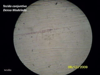 Tecido conjuntivo Denso Modeladotendão