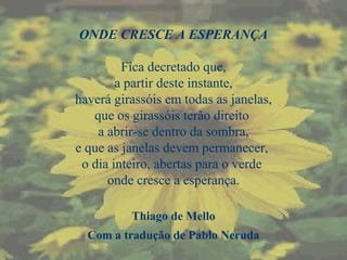 ONDE CRESCE A ESPERANÇA
Fica decretado que,
a partir deste instante,
haverá girassóis em todas as janelas,
que os girassóis terão direito
a abrir-se dentro da sombra,
e que as janelas devem permanecer,
o dia inteiro, abertas para o verde
onde cresce a esperança.
Thiago de Mello
Com a tradução de Pablo Neruda
 