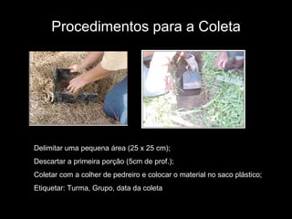 Procedimentos para a Coleta Delimitar uma pequena área (25 x 25 cm); Descartar a primeira porção (5cm de prof.); Coletar com a colher de pedreiro e colocar o material no saco plástico; Etiquetar: Turma, Grupo, data da coleta 