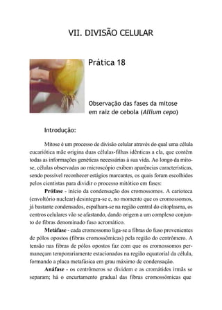 VII. DIVISÃO CELULAR
Prática 18
Observação das fases da mitose
em raiz de cebola (Allium cepa)
Introdução:
Mitose é um processo de divisão celular através do qual uma célula
eucariótica mãe origina duas células-filhas idênticas a ela, que contêm
todas as informações genéticas necessárias à sua vida. Ao longo da mito-
se, células observadas ao microscópio exibem aparências características,
sendo possível reconhecer estágios marcantes, os quais foram escolhidos
pelos cientistas para dividir o processo mitótico em fases:
Prófase - início da condensação dos cromossomos. A carioteca
(envoltório nuclear) desintegra-se e, no momento que os cromossomos,
já bastante condensados, espalham-se na região central do citoplasma, os
centros celulares vão se afastando, dando origem a um complexo conjun-
to de fibras denominado fuso acromático.
Metáfase - cada cromossomo liga-se a fibras do fuso provenientes
de pólos opostos (fibras cromossômicas) pela região do centrômero. A
tensão nas fibras de pólos opostos faz com que os cromossomos per-
maneçam temporariamente estacionados na região equatorial da célula,
formando a placa metafásica em grau máximo de condensação.
Anáfase - os centrômeros se dividem e as cromátides irmãs se
separam; há o encurtamento gradual das fibras cromossômicas que
 