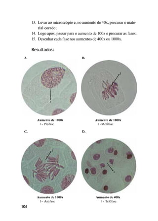 106
13. Levar ao microscópio e, no aumento de 40x, procurar o mate-
rial corado;
14. Logo após, passar para o aumento de 100x e procurar as fases;
15. Desenhar cada fase nos aumentos de 400x ou 1000x.
Resultados:
A. B.
Aumento de 1000x
1- Prófase
C. D.
Aumento de 1000x
1- Metáfase
Aumento de 1000x
1- Anáfase
Aumento de 400x
1- Telófase
 
