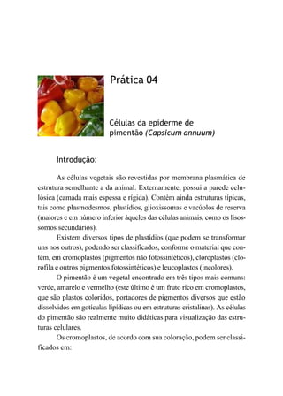 Prática 04
Células da epiderme de
pimentão (Capsicum annuum)
Introdução:
As células vegetais são revestidas por membrana plasmática de
estrutura semelhante a da animal. Externamente, possui a parede celu-
lósica (camada mais espessa e rígida). Contém ainda estruturas típicas,
tais como plasmodesmos, plastídios, glioxissomas e vacúolos de reserva
(maiores e em número inferior àqueles das células animais, como os lisos-
somos secundários).
Existem diversos tipos de plastídios (que podem se transformar
uns nos outros), podendo ser classificados, conforme o material que con-
têm, em cromoplastos (pigmentos não fotossintéticos), cloroplastos (clo-
rofila e outros pigmentos fotossintéticos) e leucoplastos (incolores).
O pimentão é um vegetal encontrado em três tipos mais comuns:
verde, amarelo e vermelho (este último é um fruto rico em cromoplastos,
que são plastos coloridos, portadores de pigmentos diversos que estão
dissolvidos em gotículas lipídicas ou em estruturas cristalinas). As células
do pimentão são realmente muito didáticas para visualização das estru-
turas celulares.
Os cromoplastos, de acordo com sua coloração, podem ser classi-
ficados em:
 