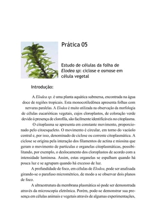 Prática 05
Estudo de células da folha de
Elodea sp: ciclose e osmose em
célula vegetal
Introdução:
A Elodea sp. é uma planta aquática submersa, encontrada na água
doce de regiões tropicais. Esta monocotiledônea apresenta folhas com
nervuras paralelas. A Elodea é muito utilizada na observação da morfologia
de células eucarióticas vegetais, cujos cloroplastos, de coloração verde
devido à presença de clorofila, são facilmente identificáveis no citoplasma.
O citoplasma se apresenta em constante movimento, proporcio-
nado pelo citoesqueleto. O movimento é circular, em torno do vacúolo
central e, por isso, denominado de ciclose ou corrente citoplasmática. A
ciclose se origina pela interação dos filamentos de actina e miosina que
geram o movimento de partículas e organelas citoplasmáticas, possibi-
litando, por exemplo, o deslocamento dos cloroplastos de acordo com a
intensidade luminosa. Assim, estas organelas se espalham quando há
pouca luz e se agrupam quando há excesso de luz.
A profundidade de foco, em células de Elodea, pode ser analisada
girando-se o parafuso micrométrico, de modo a se observar dois planos
de foco.
A ultraestrutura da membrana plasmática só pode ser demonstrada
através da microscopia eletrônica. Porém, pode-se demonstrar sua pre-
sença em células animais e vegetais através de algumas experimentações,
 