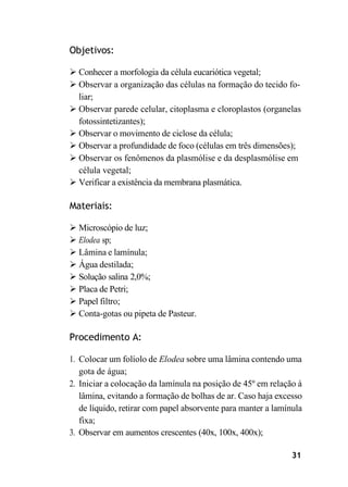31
Objetivos:
➢ Conhecer a morfologia da célula eucariótica vegetal;
➢ Observar a organização das células na formação do tecido fo-
liar;
➢ Observar parede celular, citoplasma e cloroplastos (organelas
fotossintetizantes);
➢ Observar o movimento de ciclose da célula;
➢ Observar a profundidade de foco (células em três dimensões);
➢ Observar os fenômenos da plasmólise e da desplasmólise em
célula vegetal;
➢ Verificar a existência da membrana plasmática.
Materiais:
➢ Microscópio de luz;
➢ Elodea sp;
➢ Lâmina e lamínula;
➢ Água destilada;
➢ Solução salina 2,0%;
➢ Placa de Petri;
➢ Papel filtro;
➢ Conta-gotas ou pipeta de Pasteur.
Procedimento A:
1. Colocar um folíolo de Elodea sobre uma lâmina contendo uma
gota de água;
2. Iniciar a colocação da lamínula na posição de 45º em relação à
lâmina, evitando a formação de bolhas de ar. Caso haja excesso
de líquido, retirar com papel absorvente para manter a lamínula
fixa;
3. Observar em aumentos crescentes (40x, 100x, 400x);
 