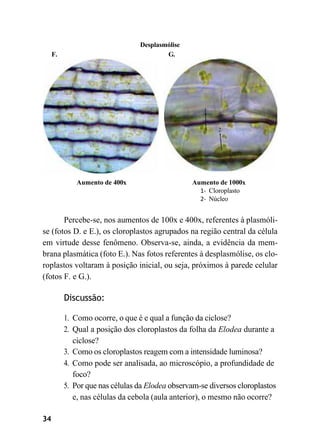 34
Desplasmólise
F. G.
Aumento de 400x Aumento de 1000x
1- Cloroplasto
2- Núcleo
Percebe-se, nos aumentos de 100x e 400x, referentes à plasmóli-
se (fotos D. e E.), os cloroplastos agrupados na região central da célula
em virtude desse fenômeno. Observa-se, ainda, a evidência da mem-
brana plasmática (foto E.). Nas fotos referentes à desplasmólise, os clo-
roplastos voltaram à posição inicial, ou seja, próximos à parede celular
(fotos F. e G.).
Discussão:
1. Como ocorre, o que é e qual a função da ciclose?
2. Qual a posição dos cloroplastos da folha da Elodea durante a
ciclose?
3. Como os cloroplastos reagem com a intensidade luminosa?
4. Como pode ser analisada, ao microscópio, a profundidade de
foco?
5. Por que nas células da Elodea observam-se diversos cloroplastos
e, nas células da cebola (aula anterior), o mesmo não ocorre?
 