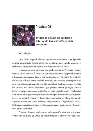 Prática 06
Estudo de células da epiderme
inferior de Tradescantia pallida
purpurea
Introdução:
Uma célula vegetal, além da membrana plasmática, possui parede
celular constituída basicamente por celulose, que, sendo espessa e
resistente, confere sustentação e proteção mecânica à célula.
O vacúolo é uma estrutura que pode ocupar até 95% do volume
de uma célula matura. É revestido por endomembrana lipoprotéica e tem
a função de armazenar água e outras substâncias (participa do controle
das trocas hídricas entre a célula e o meio extracelular e é responsável
pela manutenção da pressão osmótica celular). Pode apresentar cristais
de oxalato de cálcio, inclusões que proporcionam proteção contra
herbívoros (por causarem irritações no trato digestório de vertebrados
e invertebrados quando ingeridos e também por atuarem no controle dos
níveis de cálcio). Esses cristais estão associados ao efeito tóxico de
algumas plantas, tais como a comigo-ninguém-pode (Dieffenbachia picta).
Outras possíveis funções dos cristais permanecem ligeiramente obscuras,
sem prova científica.
Pode-se observar ainda, nesta aula, os estômatos, estruturas que
controlam a difusão de CO2 e de vapor de água. A absorção de água nas
 