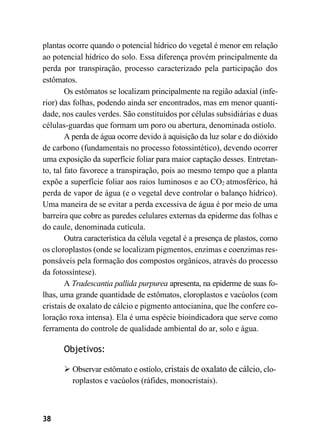 38
plantas ocorre quando o potencial hídrico do vegetal é menor em relação
ao potencial hídrico do solo. Essa diferença provém principalmente da
perda por transpiração, processo caracterizado pela participação dos
estômatos.
Os estômatos se localizam principalmente na região adaxial (infe-
rior) das folhas, podendo ainda ser encontrados, mas em menor quanti-
dade, nos caules verdes. São constituídos por células subsidiárias e duas
células-guardas que formam um poro ou abertura, denominada ostíolo.
A perda de água ocorre devido à aquisição da luz solar e do dióxido
de carbono (fundamentais no processo fotossintético), devendo ocorrer
uma exposição da superfície foliar para maior captação desses. Entretan-
to, tal fato favorece a transpiração, pois ao mesmo tempo que a planta
expõe a superfície foliar aos raios luminosos e ao CO2 atmosférico, há
perda de vapor de água (e o vegetal deve controlar o balanço hídrico).
Uma maneira de se evitar a perda excessiva de água é por meio de uma
barreira que cobre as paredes celulares externas da epiderme das folhas e
do caule, denominada cutícula.
Outra característica da célula vegetal é a presença de plastos, como
os cloroplastos (onde se localizam pigmentos, enzimas e coenzimas res-
ponsáveis pela formação dos compostos orgânicos, através do processo
da fotossíntese).
A Tradescantia pallida purpurea apresenta, na epiderme de suas fo-
lhas, uma grande quantidade de estômatos, cloroplastos e vacúolos (com
cristais de oxalato de cálcio e pigmento antocianina, que lhe confere co-
loração roxa intensa). Ela é uma espécie bioindicadora que serve como
ferramenta do controle de qualidade ambiental do ar, solo e água.
Objetivos:
➢ Observar estômato e ostíolo, cristais de oxalato de cálcio, clo-
roplastos e vacúolos (ráfides, monocristais).
 