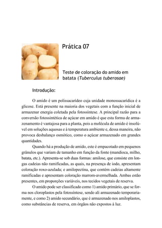 Prática 07
Teste de coloração do amido em
batata (Tuberculus tuberosae)
Introdução:
O amido é um polissacarídeo cuja unidade monossacarídica é a
glicose. Está presente na maioria dos vegetais com a função inicial de
armazenar energia coletada pela fotossíntese. A principal razão para a
conversão fotossintética de açúcar em amido é que esta forma de arma-
zenamento é vantajosa para a planta, pois a molécula de amido é insolú-
vel em soluções aquosas e à temperatura ambiente e, dessa maneira, não
provoca desbalanço osmótico, como o açúcar armazenado em grandes
quantidades.
Quando há a produção de amido, este é empacotado em pequenos
grânulos que variam de tamanho em função da fonte (mandioca, milho,
batata, etc.). Apresenta-se sob duas formas: amilose, que consiste em lon-
gas cadeias não ramificadas, as quais, na presença de iodo, apresentam
coloração roxo-azulada; e amilopectina, que contém cadeias altamente
ramificadas e apresentam coloração marrom-avermelhada. Ambas estão
presentes, em proporções variáveis, nos tecidos vegetais de reserva.
O amido pode ser classificado como 1) amido primário, que se for-
ma nos cloroplastos pela fotossíntese, sendo ali armazenado temporaria-
mente, e como 2) amido secundário, que é armazenado nos amiloplastos,
como substâncias de reserva, em órgãos não expostos à luz.
 