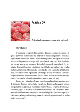 Prática 09
Estudo de osmose em célula animal
Introdução:
O sangue é composto basicamente de duas porções: o plasma (lí-
quido corporal extracelular no interior de vasos sanguíneos, contendo
água, outras moléculas e íons) e células sanguíneas dos tipos leucócitos,
plaquetas/fragmentos de megacariócitos e hemácias (cerca de 4,5 milhões
por mL de sangue no homem e 4,0 milhões por mL na mulher). As he-
mácias de mamíferos (ou eritrócitos, ou glóbulos vermelhos) são células
maturas, altamente diferenciadas (anucleadas sem organelas citoplasmá-
ticas, não se dividem e possuem um tempo médio de vida de 120 dias)
e apresentam-se ao microscópio óptico como discos bicôncavos (cujas
concavidades dão a falsa impressão da presença do núcleo).
Dentre as várias funções da membrana plasmática, destaca-se a
delimitação do meio intracelular e a seleção de moléculas que devem ou
não penetrar na célula, a chamada permeabilidade seletiva. Portanto, o
solvente (água) se difunde na membrana através de um sistema de trans-
porte chamado osmose, tanto pela bicamada lipídica (em menor propor-
ção) como pelas proteínas integrais do tipo canais aquaporinas (em muito
maior proporção).
 