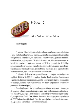 Introdução:
Prática 10
Mitocôndrias dos leucócitos
O sangue é formado por células, plaquetas (fragmentos celulares)
e uma parte líquida chamada plasma. As células sanguíneas são divididas
em: glóbulos vermelhos, ou hemácias, ou eritrócitos; glóbulos brancos
ou leucócitos; e plaquetas. Os leucócitos são um pouco maiores que as
hemácias e estão presentes no sangue periférico, no qual são divididos
em dois grandes grupos: os granulócitos polimorfonucleados, que são re-
presentados pelos neutrófilos, eosinófilos e basófilos; e os agranulócitos
mononucleados, que são os linfócitos e monócitos.
O número de leucócitos por milímetro de sangue no adulto nor-
mal é de 4.000 a 10.000. A principal função dos leucócitos é proteger o
organismo, de maneira imunitária, contra agentes patológicos causadores
de doenças, como é o caso da infecção por micro-organismos (ocorrendo
produção de anticorpos).
As mitocôndrias são organelas que estão presentes no citoplasma
de todas as células eucarióticas aeróbicas, local onde se realiza a fosforila-
ção oxidativa, ou seja, a conversão de alimento (substâncias orgânicas) e
O2 nos produtos finais CO2, H2O e liberação de energia para a produção
de ATP (adenosina trifosfato). Elas são identificáveis em leucócitos cora-
dos, podendo ter formas e tamanhos variados.
 