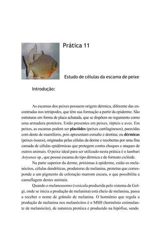 Introdução:
Prática 11
Estudo de células da escama de peixe
As escamas dos peixes possuem origem dérmica, diferente das en-
contradas nos tetrápodes, que têm sua formação a partir da epiderme. São
estruturas em forma de placa achatada, que se dispõem no tegumento como
uma armadura protetora. Estão presentes em peixes, répteis e aves. Em
peixes, as escamas podem ser placóides (peixes cartilaginosos), parecidas
com dente de mamíferos, pois apresentam esmalte e dentina; ou dérmicas
(peixes ósseos), originadas pelas células da derme e recobertas por uma fina
camada de células epidérmicas que protegem contra choques e ataques de
outros animais. O peixe ideal para ser utilizado nesta prática é o lambari
Astyanax sp., que possui escama do tipo dérmica e de formato ciclóide.
Na parte superior da derme, próximas à epiderme, estão os mela-
nócitos, células dendríticas, produtoras de melanina, proteína que corres-
ponde a um pigmento de coloração marrom escura, o que possibilita a
camuflagem destes animais.
Quando o melanossomo (vesícula produzida pelo sistema de Gol-
gi, onde se inicia a produção de melanina) está cheio de melanina, passa
a receber o nome de grânulo de melanina. O hormônio que regula a
produção de melanina nos melanócitos é o MSH (hormônio estimulan-
te de melanócito), de natureza protéica e produzido na hipófise, sendo
 