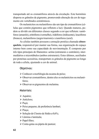 62
transportado até os cromatóforos através da circulação. Este hormônio
dispersa os grânulos de pigmento, promovendo alteração da cor do tegu-
mento em vertebrados ectotérmicos.
Os melanócitos ou melanóforos são um tipo de cromatóforos (cé-
lulas que contém pigmentos que refletem a luz). Quando maturos, po-
dem se dividir em diferentes classes segundo a cor que refletem: xantó-
foros (amarelo), eritróforos (vermelho), iridóforos (iridiscente), leucóforos
(branco), melanóforos (negro/marrom) e cianóforos (azul).
As células também possuem a armação protéica chamada citoes-
queleto, responsável por manter sua forma, sua organização do espaço
interno bem como sua capacidade de movimentação. É composto por
três tipos principais de filamentos: actina (estruturais e contráteis), inter-
mediários e microtúbulos (ambos estruturais). Estes últimos, auxiliados
por proteínas acessórias, transportam os grânulos de pigmento ao longo
de toda a célula, ajustando a cor do animal.
Objetivos:
➢ Conhecer a morfologia da escama de peixe;
➢ Observar cromatóforos, dentre eles os melanócitos ou melanó-
foros;
➢ Observar os pigmentos de melanina.
Materiais:
➢ Aquário;
➢ Anticloro;
➢ Puçá;
➢ Peixe pequeno, de preferência lambari;
➢ Pinça;
➢ Solução de Cloreto de Sódio a 0,6%;
➢ Lâmina e lamínula;
➢ Papel filtro;
➢ Conta-gotas ou pipeta de pasteur;
 