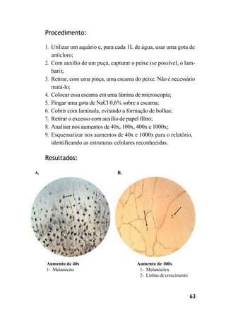 63
Procedimento:
1. Utilizar um aquário e, para cada 1L de água, usar uma gota de
anticloro;
2. Com auxílio de um puçá, capturar o peixe (se possível, o lam-
bari);
3. Retirar, com uma pinça, uma escama do peixe. Não é necessário
matá-lo;
4. Colocar essa escama em uma lâmina de microscopia;
5. Pingar uma gota de NaCl 0,6% sobre a escama;
6. Cobrir com lamínula, evitando a formação de bolhas;
7. Retirar o excesso com auxílio de papel filtro;
8. Analisar nos aumentos de 40x, 100x, 400x e 1000x;
9. Esquematizar nos aumentos de 40x e 1000x para o relatório,
identificando as estruturas celulares reconhecidas.
Resultados:
A. B.
Aumento de 40x
1- Melanócito
Aumento de 100x
1- Melanócitos
2- Linhas de crescimento
 