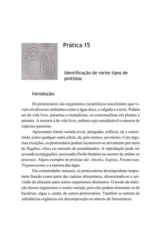 Prática 15
Identificação de vários tipos de
protistas
Introdução:
Os protozoários são organismos eucarióticos unicelulares que vi-
vem em diversos ambientes como a água doce, a salgada e a terra. Podem
ser de vida livre, parasitas e mutualistas, ou comensalistas em plantas e
animais. A maioria é de vida livre, embora seja considerável o número de
espécies parasitas.
Apresentam forma variada (oval, alongadas, esférica, etc.) consis-
tindo, como qualquer outra célula, de, pelo menos, um núcleo. Com algu-
mas exceções, os protozoários podem locomover-se ativamente por meio
de flagelos, cílios ou emissão de pseudópodos. A reprodução pode ser
sexuada (conjugação), assexuada (fissão binária) ou ocorrer de ambos os
processos. Alguns exemplos de protistas são: Amoeba, Euglena, Paramecium,
Trypanossoma, e a maioria das algas.
Em comunidades naturais, os protozoários desempenham impor-
tante função como parte das cadeias alimentares, alimentando-se e ser-
vindo de alimento para outros organismos diminutos. O modo de nutri-
ção desses organismos é muito variado, pois eles podem alimentar-se de
bactérias, algas e, ainda, de outros protozoários. Também se nutrem de
substâncias orgânicas em decomposição ou através de fotossíntese.
 