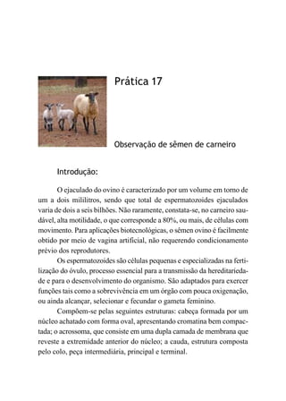 Prática 17
Observação de sêmen de carneiro
Introdução:
O ejaculado do ovino é caracterizado por um volume em torno de
um a dois mililitros, sendo que total de espermatozoides ejaculados
varia de dois a seis bilhões. Não raramente, constata-se, no carneiro sau-
dável, alta motilidade, o que corresponde a 80%, ou mais, de células com
movimento. Para aplicações biotecnológicas, o sêmen ovino é facilmente
obtido por meio de vagina artificial, não requerendo condicionamento
prévio dos reprodutores.
Os espermatozoides são células pequenas e especializadas na ferti-
lização do óvulo, processo essencial para a transmissão da hereditarieda-
de e para o desenvolvimento do organismo. São adaptados para exercer
funções tais como a sobrevivência em um órgão com pouca oxigenação,
ou ainda alcançar, selecionar e fecundar o gameta feminino.
Compõem-se pelas seguintes estruturas: cabeça formada por um
núcleo achatado com forma oval, apresentando cromatina bem compac-
tada; o acrossoma, que consiste em uma dupla camada de membrana que
reveste a extremidade anterior do núcleo; a cauda, estrutura composta
pelo colo, peça intermediária, principal e terminal.
 