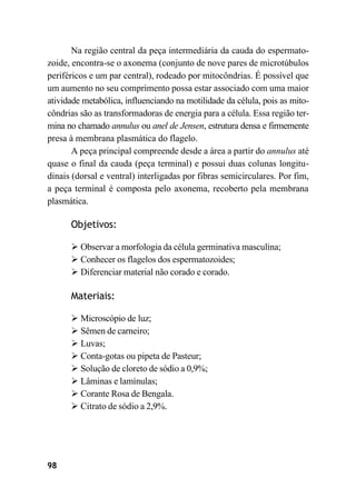 98
Na região central da peça intermediária da cauda do espermato-
zoide, encontra-se o axonema (conjunto de nove pares de microtúbulos
periféricos e um par central), rodeado por mitocôndrias. É possível que
um aumento no seu comprimento possa estar associado com uma maior
atividade metabólica, influenciando na motilidade da célula, pois as mito-
côndrias são as transformadoras de energia para a célula. Essa região ter-
mina no chamado annulus ou anel de Jensen, estrutura densa e firmemente
presa à membrana plasmática do flagelo.
A peça principal compreende desde a área a partir do annulus até
quase o final da cauda (peça terminal) e possui duas colunas longitu-
dinais (dorsal e ventral) interligadas por fibras semicirculares. Por fim,
a peça terminal é composta pelo axonema, recoberto pela membrana
plasmática.
Objetivos:
➢ Observar a morfologia da célula germinativa masculina;
➢ Conhecer os flagelos dos espermatozoides;
➢ Diferenciar material não corado e corado.
Materiais:
➢ Microscópio de luz;
➢ Sêmen de carneiro;
➢ Luvas;
➢ Conta-gotas ou pipeta de Pasteur;
➢ Solução de cloreto de sódio a 0,9%;
➢ Lâminas e lamínulas;
➢ Corante Rosa de Bengala.
➢ Citrato de sódio a 2,9%.
 