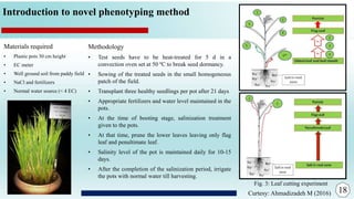 Introduction to novel phenotyping method
Curtesy: Ahmadizadeh M (2016)
Materials required
• Plastic pots 30 cm height
• EC meter
• Well ground soil from paddy field
• NaCl and fertilizers
• Normal water source (< 4 EC)
Methodology
• Test seeds have to be heat-treated for 5 d in a
convection oven set at 50 ºC to break seed dormancy.
• Sowing of the treated seeds in the small homogeneous
patch of the field.
• Transplant three healthy seedlings per pot after 21 days
• Appropriate fertilizers and water level maintained in the
pots.
• At the time of booting stage, salinization treatment
given to the pots.
• At that time, prune the lower leaves leaving only flag
leaf and penultimate leaf.
• Salinity level of the pot is maintained daily for 10-15
days.
• After the completion of the salinization period, irrigate
the pots with normal water till harvesting.
18
Fig. 3: Leaf cutting experiment
 