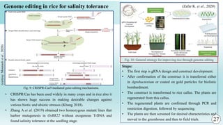 Genome editing in rice for salinity tolerance
• CRISPR/Cas has been used widely in many crops and in rice also it
has shown huge success in making desirable changes against
various biotic and abiotic stresses (Khang 2018).
• Zhang A et al. (2019) obtained two homozygous mutant lines that
harbor mutagenesis in OsRR22 without exogenous T-DNA and
found salinity tolerance at the seedling stage.
Fig. 10: General strategy for improving rice through genome editing
Steps:
• The first step is gRNA design and construct development.
• After confirmation of the construct it is transferred either
in Agrobacterium or coated on gold particles for biolistic
bombardment.
• The construct is transformed to rice callus. The plants are
regenerated from this callus.
• The regenerated plants are confirmed through PCR and
restriction digestion, followed by sequencing.
• The plants are then screened for desired characteristics and
moved to the greenhouse and then to field trials.
(Zafar K. et al., 2020)
(curtesy:
Mounadi
et
al.,
2020)
27
Fig. 9: CRISPR-Cas9 mediated gene-editing mechanisms.
 