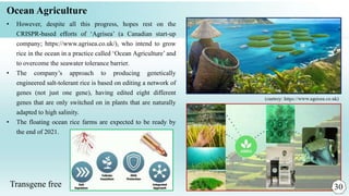 Ocean Agriculture
• However, despite all this progress, hopes rest on the
CRISPR-based efforts of ‘Agrisea’ (a Canadian start-up
company; https://www.agrisea.co.uk/), who intend to grow
rice in the ocean in a practice called ‘Ocean Agriculture’ and
to overcome the seawater tolerance barrier.
• The company’s approach to producing genetically
engineered salt-tolerant rice is based on editing a network of
genes (not just one gene), having edited eight different
genes that are only switched on in plants that are naturally
adapted to high salinity.
• The floating ocean rice farms are expected to be ready by
the end of 2021.
Transgene free
 