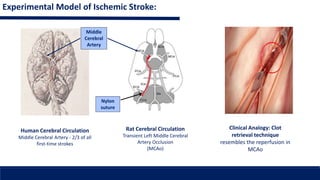 Therapeutic Relevance of Elevated Blood Pressure After Ischemic Stroke ...