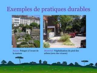 Exemples de pratiques durables Suisse : Potager à l’avant de la maison Montréal:  Végétalisation du pied des arbres (avec des vivaces) 