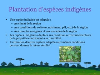 Plantation d’espèces indigènes Une espèce indigène est adaptée :  Au climat de la région Aux conditions du sol (eau, nutriment, pH, etc.) de la région Aux insectes ravageurs et aux maladies de la région Les espèces indigènes adaptées aux conditions environnementales de la propriété contribuent à sa durabilité L’utilisation d’autres espèces adaptées aux mêmes conditions peuvent donner le même résultat Source: Evergreen 