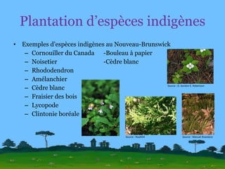 Plantation d’espèces indigènes Exemples d’espèces indigènes au Nouveau-Brunswick Cornouiller du Canada  -Bouleau à papier Noisetier   -Cèdre blanc Rhododendron Amélanchier Cèdre blanc Fraisier des bois Lycopode Clintonie boréale Source : D. Gordon E. Robertson Source : Manuel Anastácio Source : Raul654 