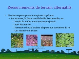 Recouvrements de terrain alternatifs Plusieurs espèces peuvent remplacer la pelouse Les mousses, le thym, le millefeuille, la camomille, etc. Besoin de tondre moins souvent ou jamais Sont décoratives Permet un choix d’espèces adaptées aux conditions du sol Ont moins besoin d’eau Source : Ministère de l’agriculture, de l’alimentation et des affaires rurales de l’Ontario 