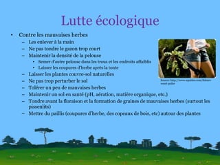 Lutte écologique Contre les mauvaises herbes Les enlever à la main Ne pas tondre le gazon trop court Maintenir la densité de la pelouse Semer d’autre pelouse dans les trous et les endroits affaiblis Laisser les coupures d’herbe après la tonte Laisser les plantes couvre-sol naturelles Ne pas trop perturber le sol Tolérer un peu de mauvaises herbes Maintenir un sol en santé (pH, aération, matière organique, etc.) Tondre avant la floraison et la formation de graines de mauvaises herbes (surtout les pissenlits) Mettre du paillis (coupures d’herbe, des copeaux de bois, etc) autour des plantes Source: http://www.squidoo.com/fiskars-weed-puller 