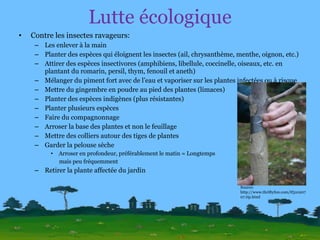 Lutte écologique Contre les insectes ravageurs: Les enlever à la main Planter des espèces qui éloignent les insectes (ail, chrysanthème, menthe, oignon, etc.) Attirer des espèces insectivores (amphibiens, libellule, coccinelle, oiseaux, etc. en plantant du romarin, persil, thym, fenouil et aneth) Mélanger du piment fort avec de l’eau et vaporiser sur les plantes infectées ou à risque Mettre du gingembre en poudre au pied des plantes (limaces) Planter des espèces indigènes (plus résistantes) Planter plusieurs espèces Faire du compagnonnage Arroser la base des plantes et non le feuillage Mettre des colliers autour des tiges de plantes Garder la pelouse sèche Arroser en profondeur, préférablement le matin = Longtemps  mais peu fréquemment Retirer la plante affectée du jardin Source: http://www.thriftyfun.com/tf31020707.tip.html 