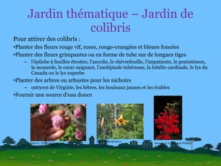 Jardin thématique – Jardin de colibris Pour attirer des colibris  :  Planter des fleurs rouge vif, roses, rouge-orangées et bleues foncées Planter des fleurs grimpantes ou en forme de tube sur de longues tiges l’épilobe à feuilles étroites, l’ancolie, le chèvrefeuille, l’impatiente, le pentstémon, la monarde, le cœur-saignant, l’asclépiade tubéreuse, la lobélie cardinale, le lys du Canada ou le lys superbe Planter des arbres ou arbustes pour les nichoirs ostryers de Virginie, les hêtres, les bouleaux jaunes et les érables Fournir une source d’eau douce Source :  U.S. Fish and Wildlife Service Source : S.B Johnny Source : KeepOpera 