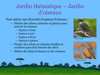 Jardin thématique – Jardin d’oiseaux Pour attirer une diversité d’espèces d’oiseaux : Planter des arbres, arbustes et plantes pour nourrir les oiseaux Espèces à fruits Espèces à noix Espèces à fleurs Espèces à graines Planter des arbres et arbustes feuillus et conifères pour leur fournir des abris Mettre des bains d’oiseaux et des cabanes. ©Joël Bruezière ©Michel Lamarche 