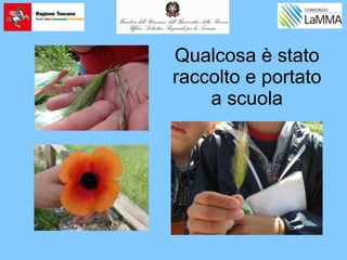 Qualcosa è stato
raccolto e portato
a scuola
 