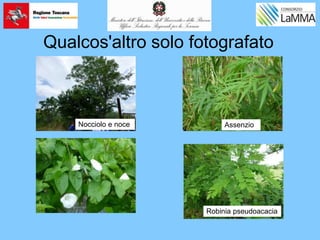 Qualcos'altro solo fotografato
Assenzio
Robinia pseudoacacia
Nocciolo e noce
 