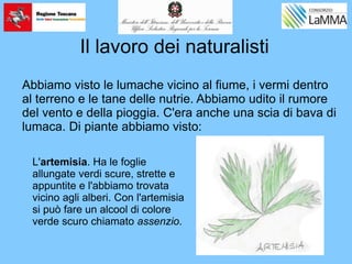 Il lavoro dei naturalisti
L'artemisia. Ha le foglie
allungate verdi scure, strette e
appuntite e l'abbiamo trovata
vicino agli alberi. Con l'artemisia
si può fare un alcool di colore
verde scuro chiamato assenzio.
Abbiamo visto le lumache vicino al fiume, i vermi dentro
al terreno e le tane delle nutrie. Abbiamo udito il rumore
del vento e della pioggia. C'era anche una scia di bava di
lumaca. Di piante abbiamo visto:
 