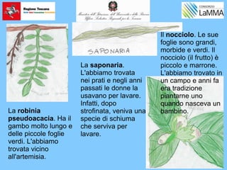 La saponaria.
L'abbiamo trovata
nei prati e negli anni
passati le donne la
usavano per lavare.
Infatti, dopo
strofinata, veniva una
specie di schiuma
che serviva per
lavare.
La robinia
pseudoacacia. Ha il
gambo molto lungo e
delle piccole foglie
verdi. L'abbiamo
trovata vicino
all'artemisia.
Il nocciolo. Le sue
foglie sono grandi,
morbide e verdi. Il
nocciolo (il frutto) è
piccolo e marrone.
L'abbiamo trovato in
un campo e anni fa
era tradizione
piantarne uno
quando nasceva un
bambino.
 