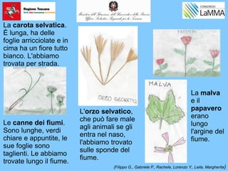 La carota selvatica.
È lunga, ha delle
foglie arricciolate e in
cima ha un fiore tutto
bianco. L'abbiamo
trovata per strada.
Le canne dei fiumi.
Sono lunghe, verdi
chiare e appuntite, le
sue foglie sono
taglienti. Le abbiamo
trovate lungo il fiume.
L'orzo selvatico,
che può fare male
agli animali se gli
entra nel naso,
l'abbiamo trovato
sulle sponde del
fiume.
La malva
e il
papavero
erano
lungo
l'argine del
fiume.
(Filippo G., Gabriele P., Rachele, Lorenzo Y., Leila, Margherita)
 