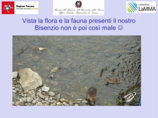 Vista la flora e la fauna presenti il nostro
Bisenzio non è poi così male 
 