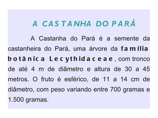 A CASTANHA DO PARÁ A Castanha do Pará é a semente da castanheira do Pará, uma árvore da  família botânica Lecythidaceae , com tronco de até 4 m de diâmetro e altura de 30 a 45 metros. O fruto é esférico, de 11 a 14 cm de diâmetro, com peso variando entre 700 gramas e 1.500 gramas.  