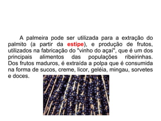 A palmeira pode ser utilizada para a extração do palmito (a partir da  estipe ), e produção de frutos, utilizados na fabricação do "vinho do açaí", que é um dos principais alimentos das populações ribeirinhas. Dos frutos maduros, é extraída a polpa que é consumida na forma de sucos, creme, licor, geléia, mingau, sorvetes e doces. 