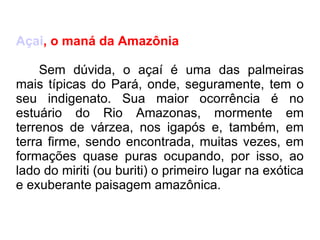 Açai , o maná da Amazônia   Sem dúvida, o açaí é uma das palmeiras mais típicas do Pará, onde, seguramente, tem o seu indigenato. Sua maior ocorrência é no estuário do Rio Amazonas, mormente em terrenos de várzea, nos igapós e, também, em terra firme, sendo encontrada, muitas vezes, em formações quase puras ocupando, por isso, ao lado do miriti (ou buriti) o primeiro lugar na exótica e exuberante paisagem amazônica.  