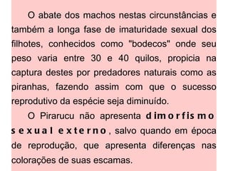 O abate dos machos nestas circunstâncias e também a longa fase de imaturidade sexual dos filhotes, conhecidos como "bodecos" onde seu peso varia entre 30 e 40 quilos, propicia na captura destes por predadores naturais como as piranhas, fazendo assim com que o sucesso reprodutivo da espécie seja diminuído.  O Pirarucu não apresenta  dimorfismo sexual externo , salvo quando em época de reprodução, que apresenta diferenças nas colorações de suas escamas. 